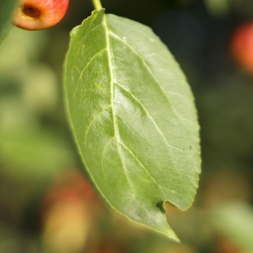 Malus Red Jewel - Melo da fiore (Fogliame)