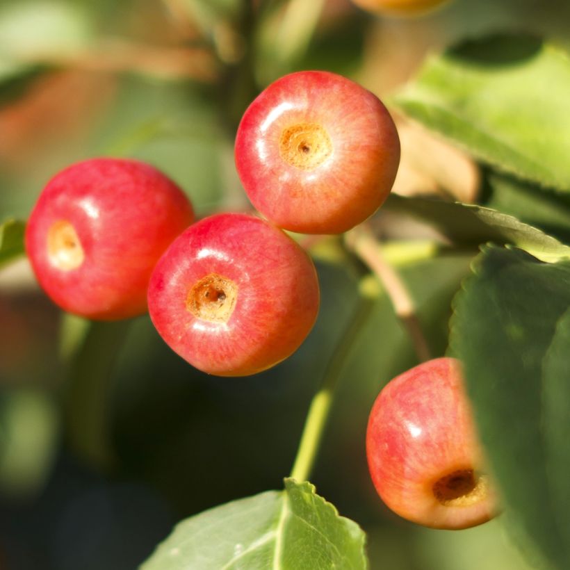 Malus Red Jewel - Melo da fiore (Raccolta)