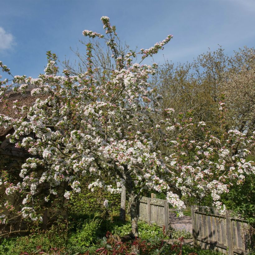 Malus Red Jewel - Melo da fiore (Porto)