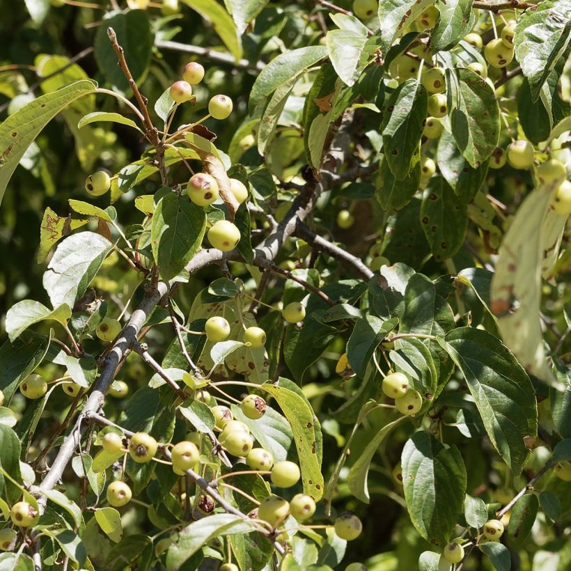 Malus robusta Yellow Siberian - Melo da fiore (Fogliame)