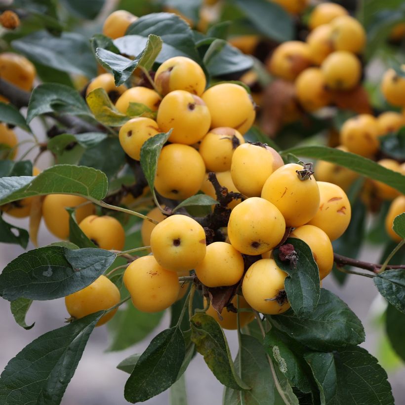 Malus robusta Yellow Siberian - Melo da fiore (Raccolta)