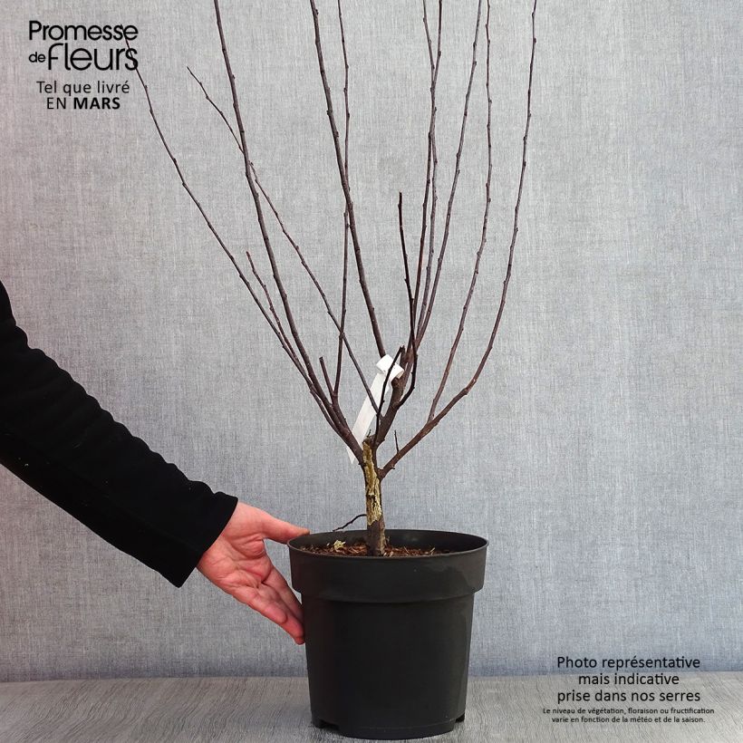 Malus toringo Freja - Pommier d'ornement Pot de 7,5L/10L esemplare consegnato in inverno