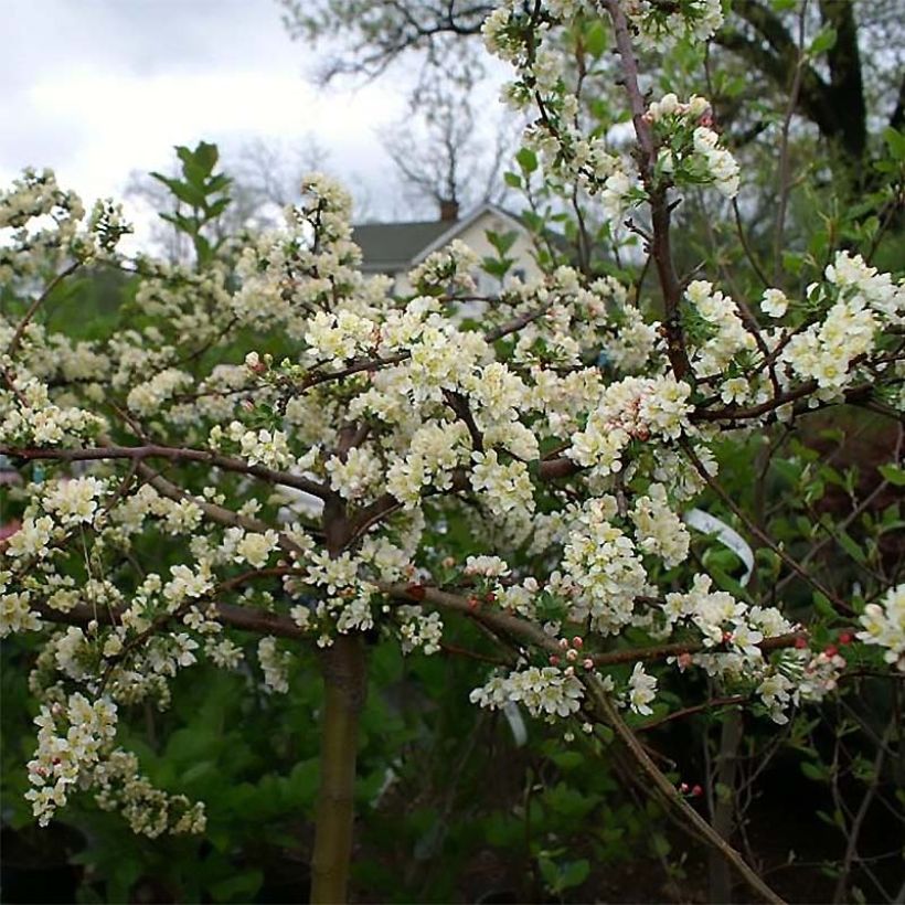 Malus toringo var. sargentii Tina - Melo da fiore (Fioritura)