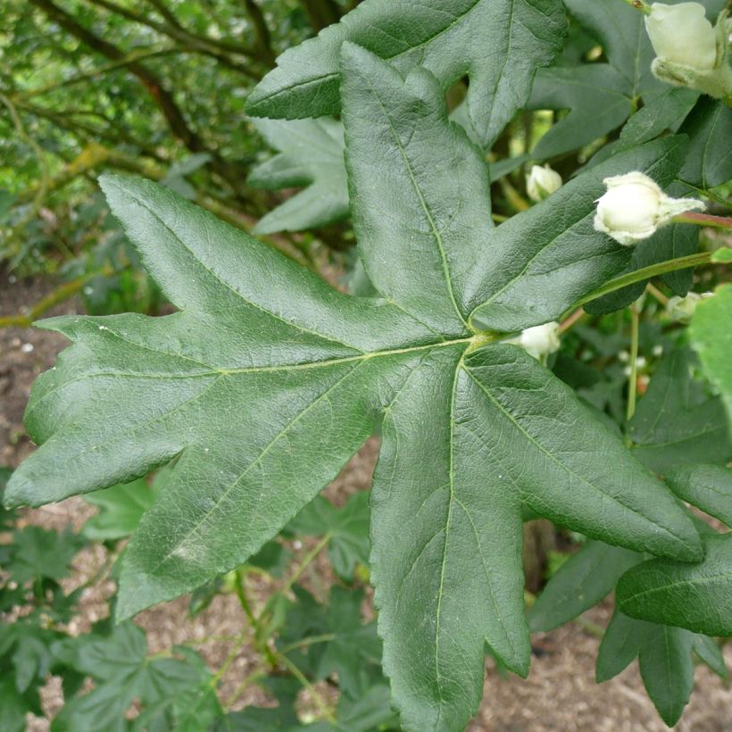 Malus trilobata - Melo da fiore (Fogliame)