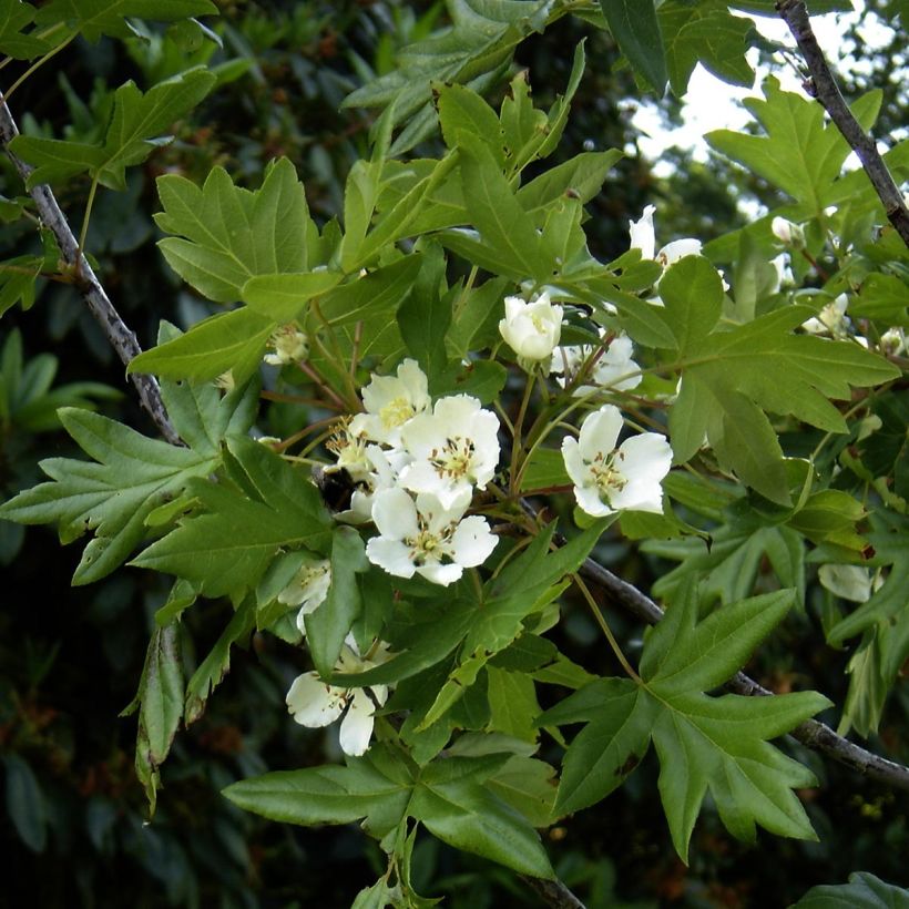 Malus trilobata - Melo da fiore (Fioritura)