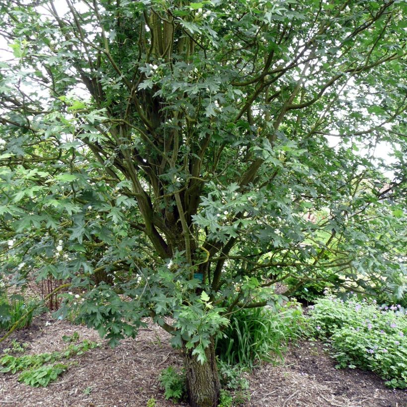 Malus trilobata - Melo da fiore (Porto)