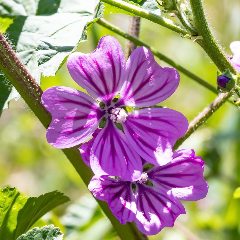 Malva sylvestris Zebrina Blue - Malva selvatica (Fioritura)