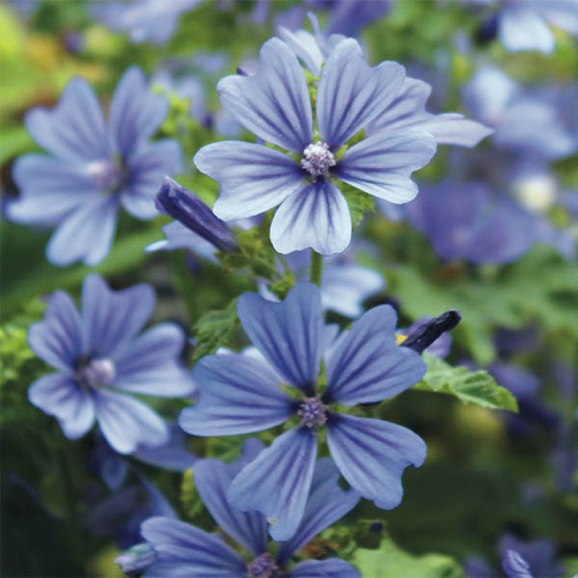 Malva sylvestris Primley Blue - Malva selvatica (Fioritura)