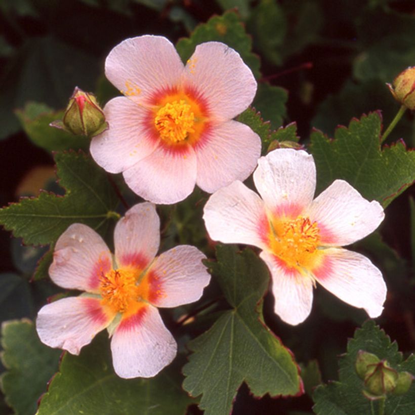 Malvastrum lateritium (Fioritura)