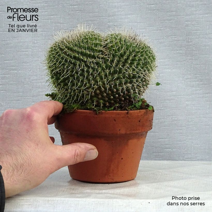 Mammillaria perbella  Pot de 13 cm esemplare consegnato in inverno