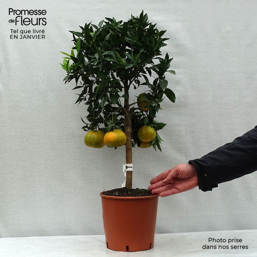 Mandarinier - Citrus deliciosa - Agrumes Pot de 4L/5L esemplare consegnato in inverno