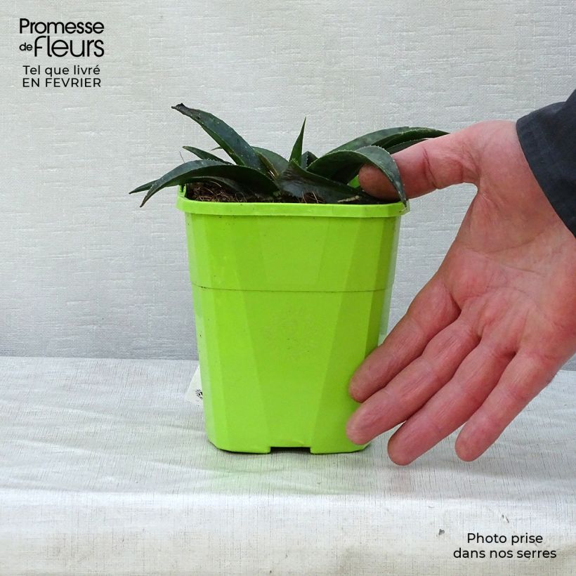 Mangave Mangavé Pineapple Express en pot de 1L/1,5L esemplare consegnato in inverno