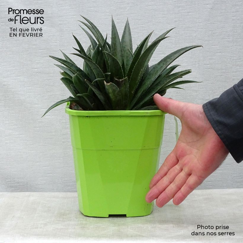 Mangave Mangavé Pineapple Express en pot de 4L/5L esemplare consegnato in inverno