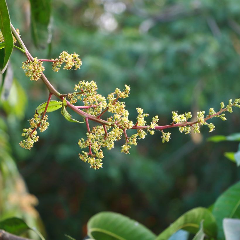 Mangifera indica - Mango (Fioritura)