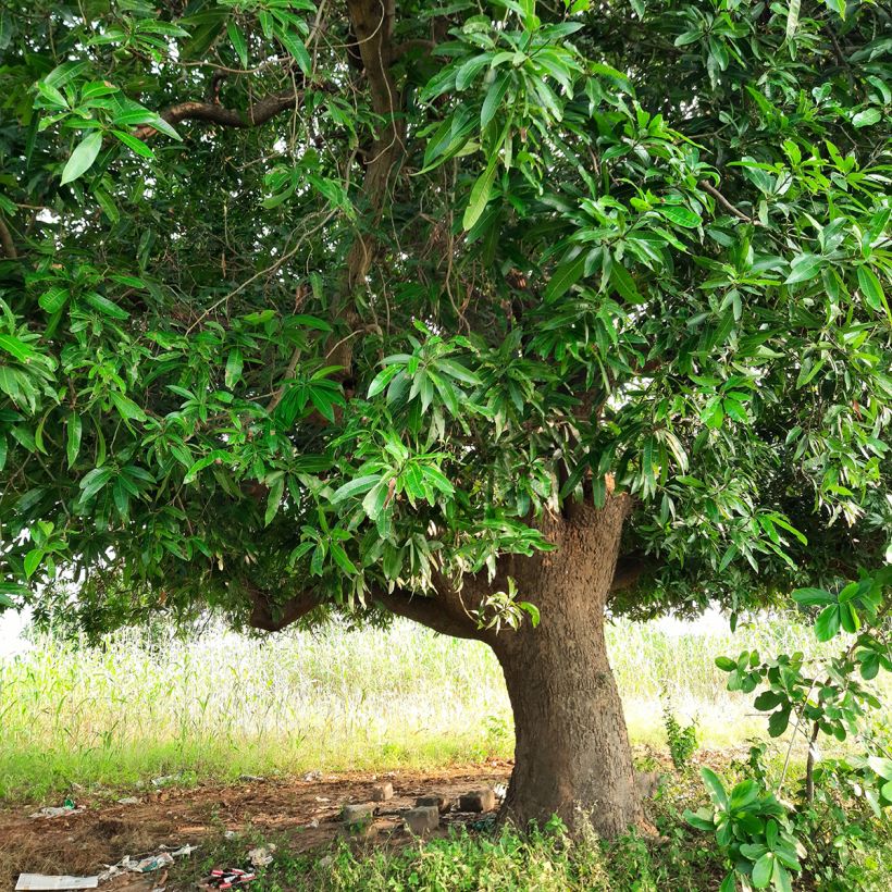 Mangifera indica - Mango (Porto)