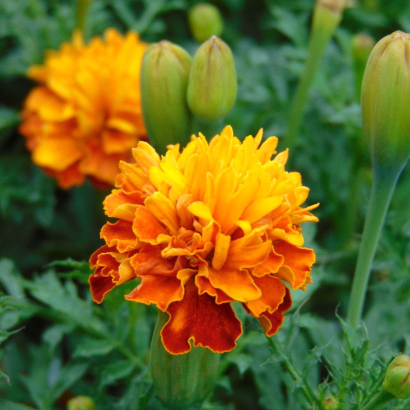 Tagetes patula Mowgli Bicolour - Tagete (Fioritura)