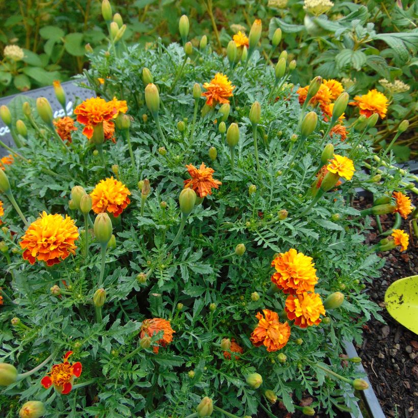 Tagetes patula Mowgli Bicolour - Tagete (Porto)