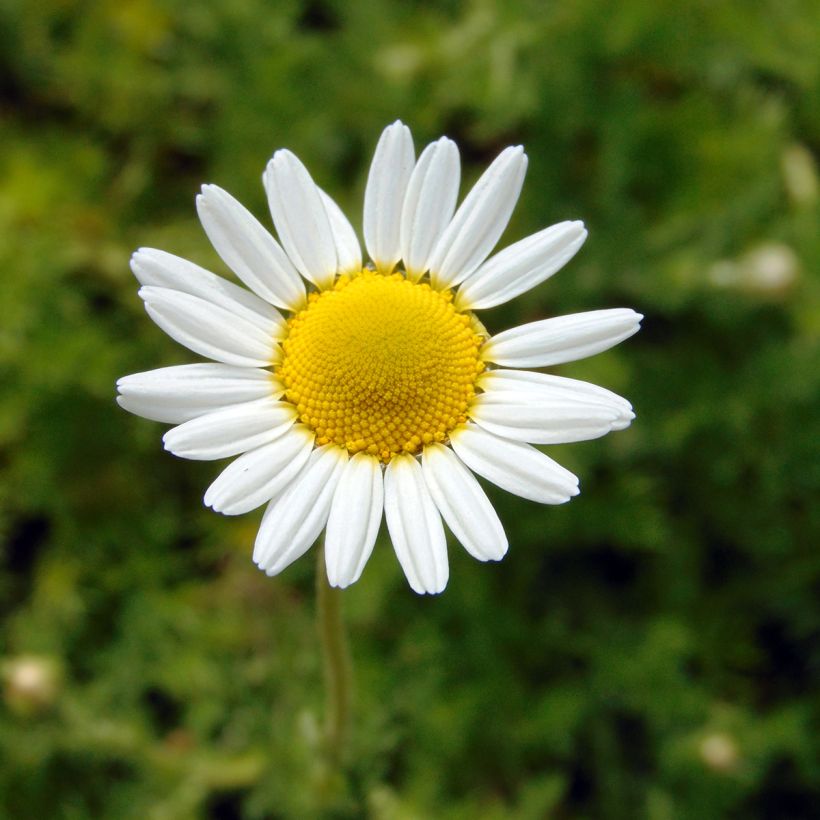 Anthemis nobilis - Camomilla romana (Fioritura)