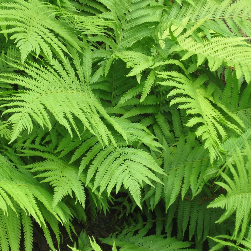 Matteuccia struthiopteris - Felce penna di struzzo (Fogliame)