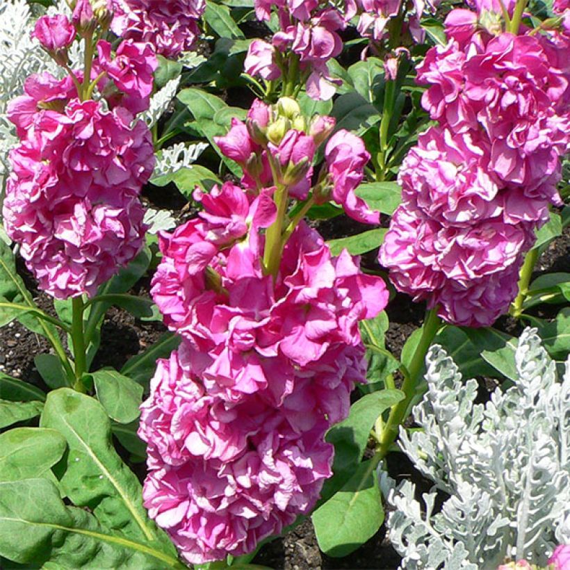 Matthiola incana - Violaciocca rossa (Fioritura)