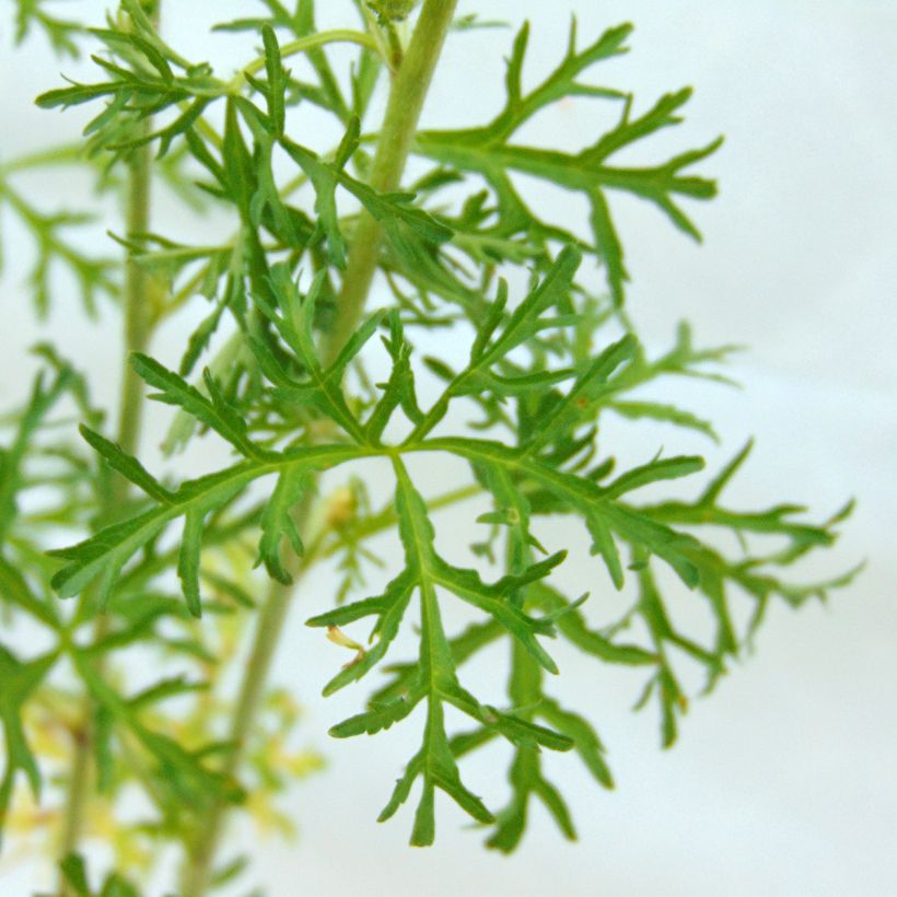 Malva moschata Alba - Malva muschiata (Fogliame)