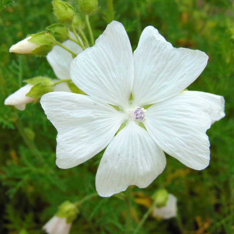 Malva moschata Alba - Malva muschiata (Fioritura)