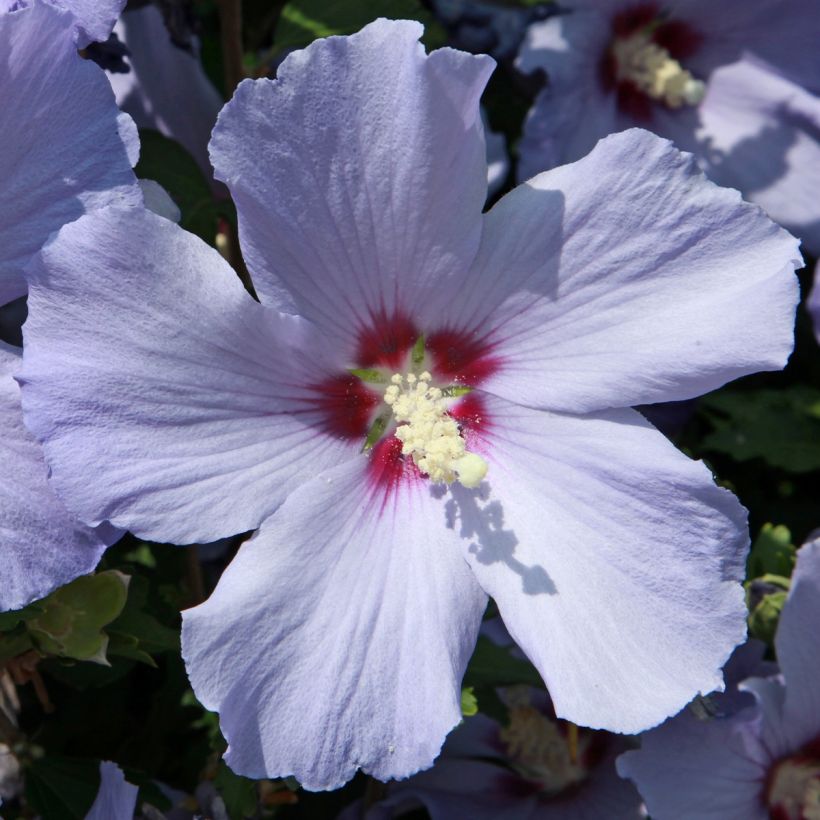 Hibiscus syriacus Azurri - Ibisco (Fioritura)