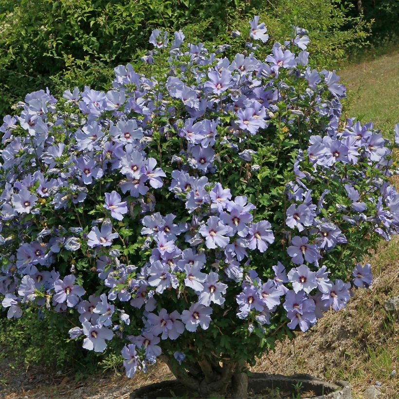 Hibiscus syriacus Azurri - Ibisco (Porto)