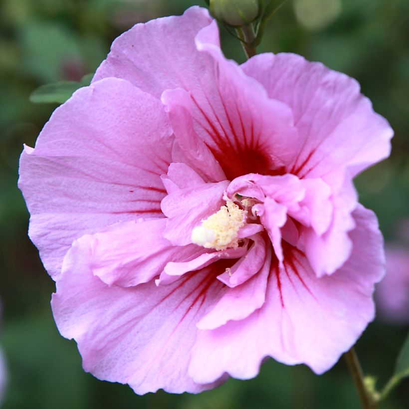 Hibiscus syriacus Purple Pillar - Ibisco (Fioritura)