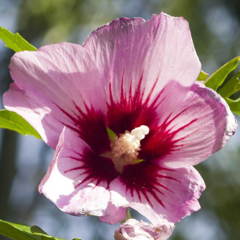 Hibiscus syriacus Rosso - Ibisco (Fioritura)