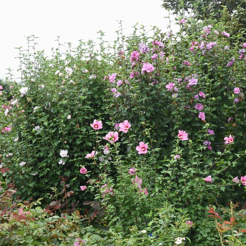 Hibiscus syriacus Rosso - Ibisco (Porto)