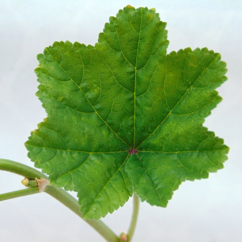 Malva sylvestris - Malva selvatica (Fogliame)