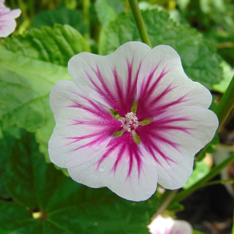 Malva sylvestris - Malva selvatica (Fioritura)