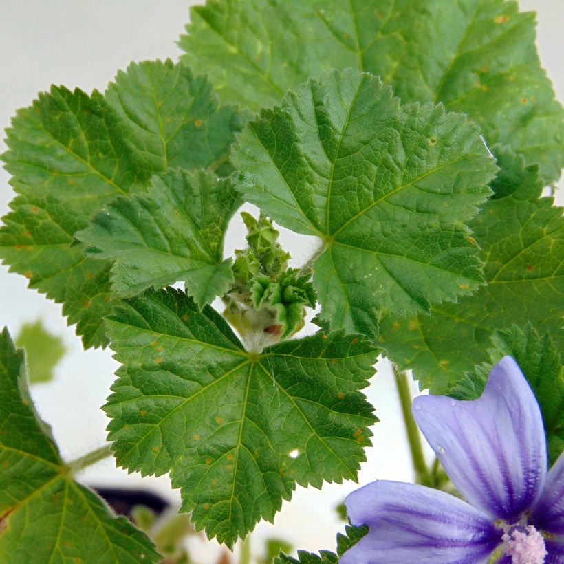 Malva sylvestris Primley Blue - Malva selvatica (Fogliame)