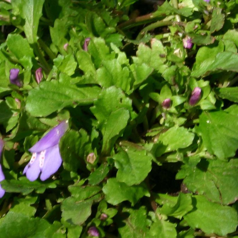 Mazus reptans (Fogliame)