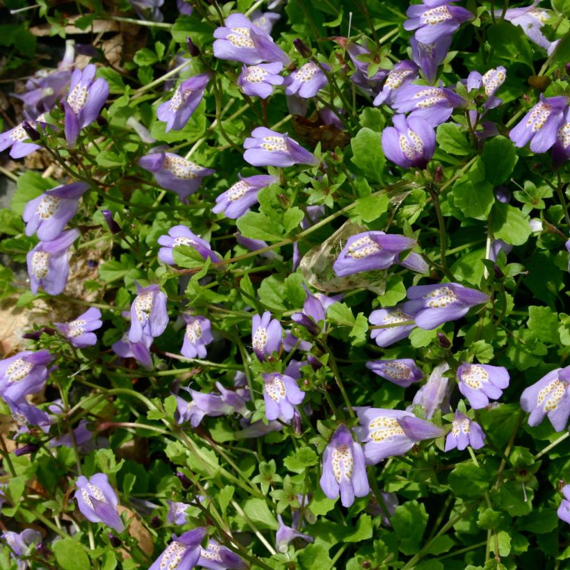 Mazus reptans (Fioritura)