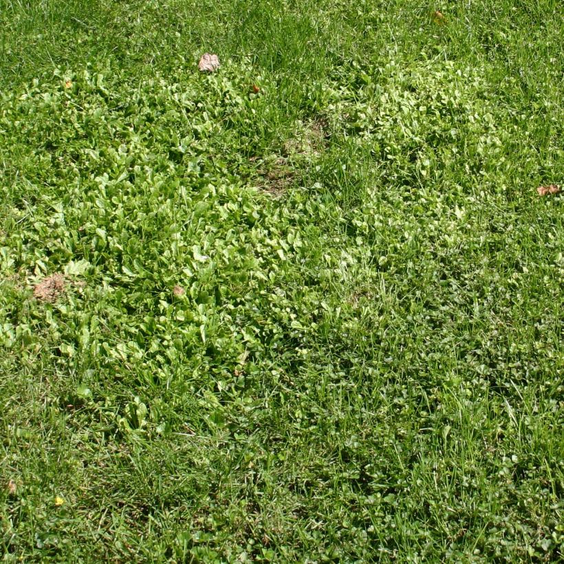 Mazus reptans (Porto)