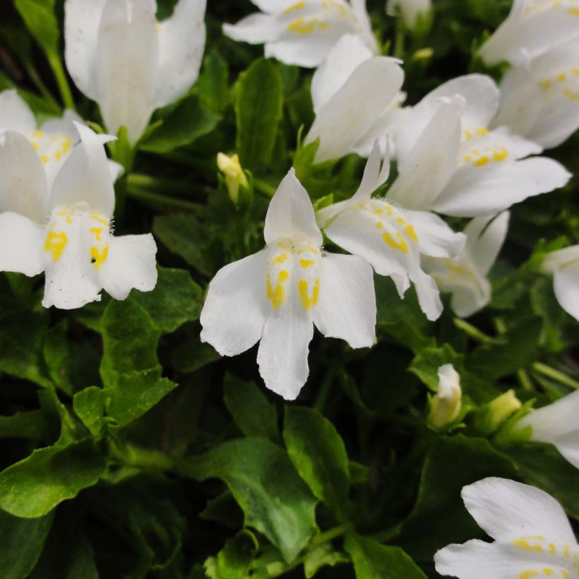 Mazus reptans Albus (Fioritura)