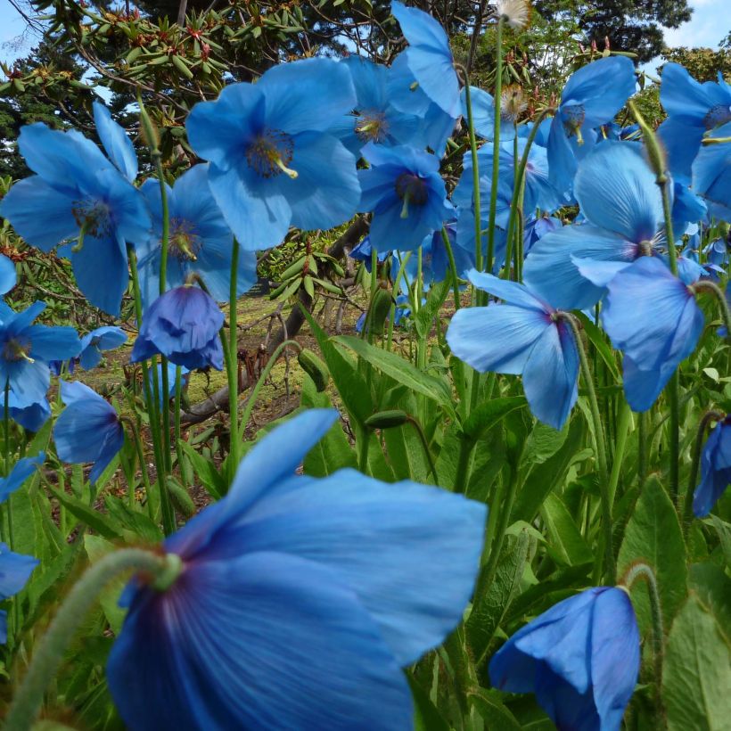 Meconopsis betonicifolia - Papavero blu dell'Himalaya (Porto)