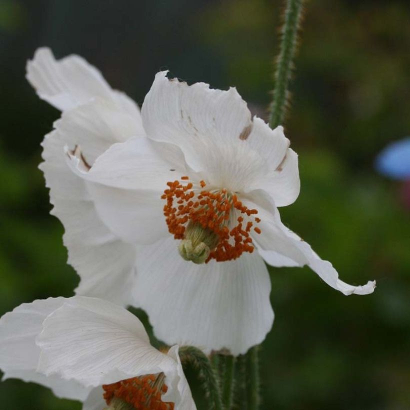 Meconopsis betonicifolia Alba (Fioritura)