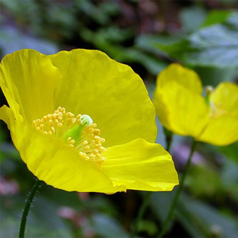 Meconopsis cambrica - Papavero del Galles (Fioritura)