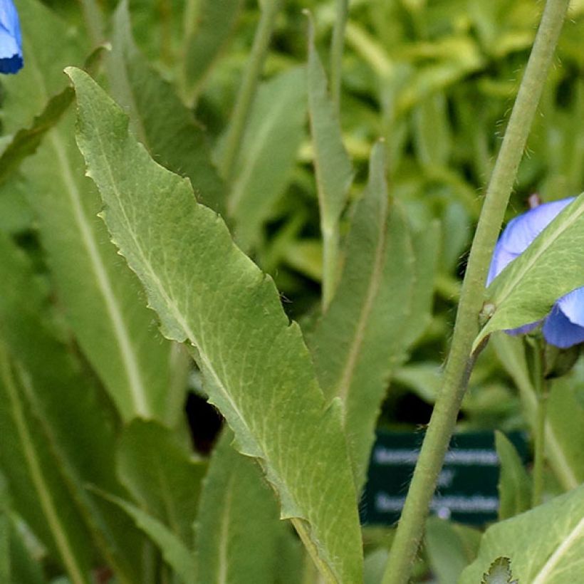 Meconopsis grandis - Papaver grande (Fogliame)