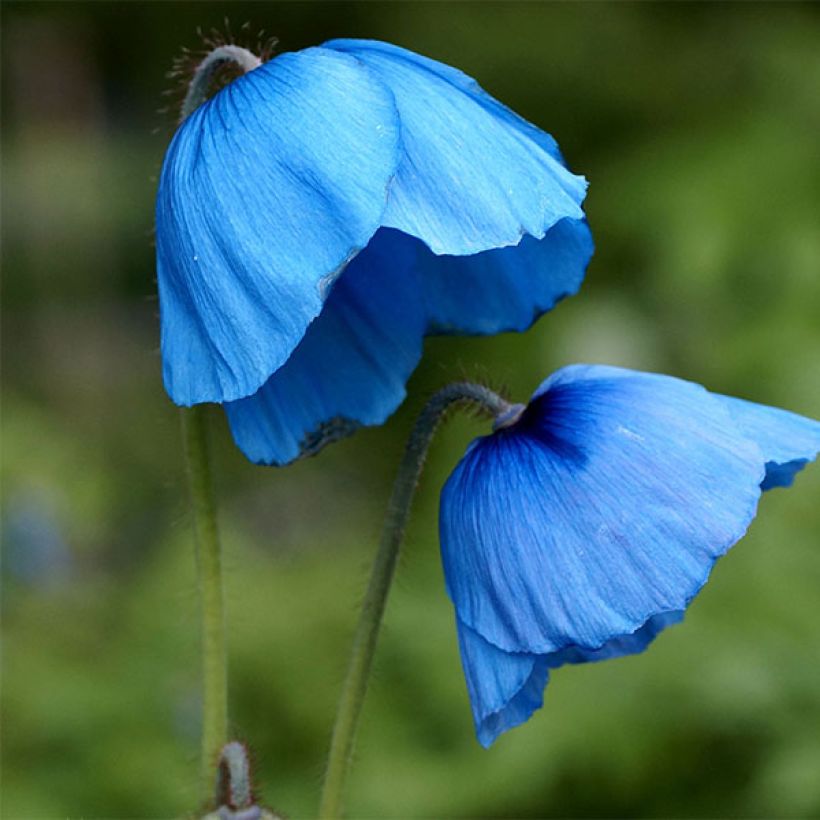 Meconopsis grandis - Papaver grande (Fioritura)