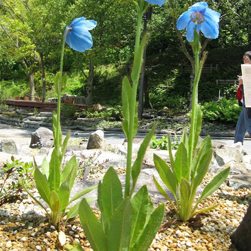 Meconopsis grandis - Papaver grande (Porto)