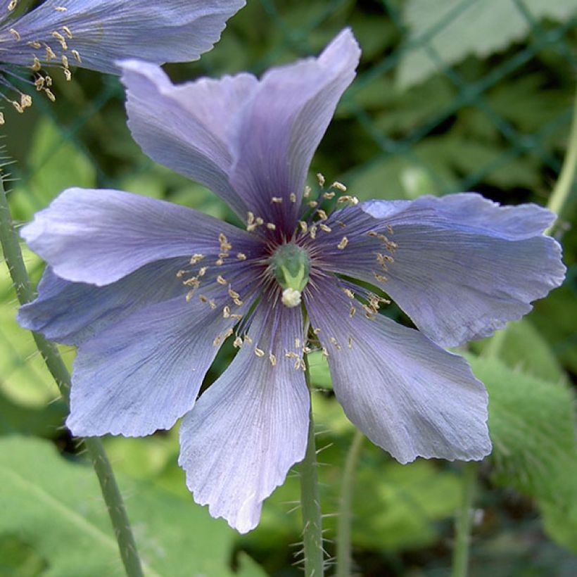 Meconopsis horridula - Papaver horridulum (Fioritura)