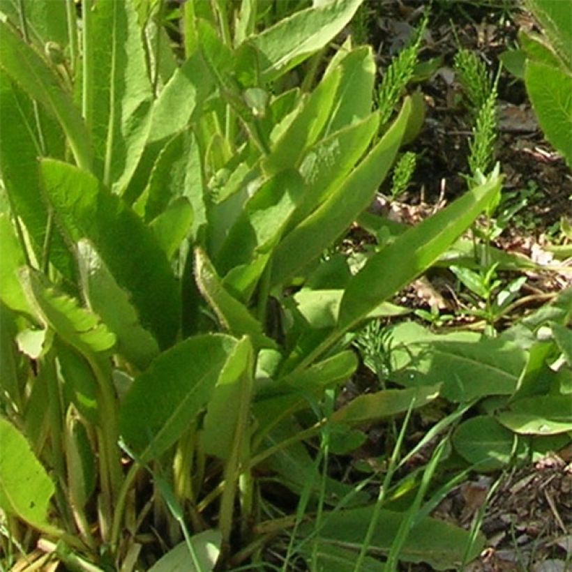 Meconopsis sheldonii (Fogliame)