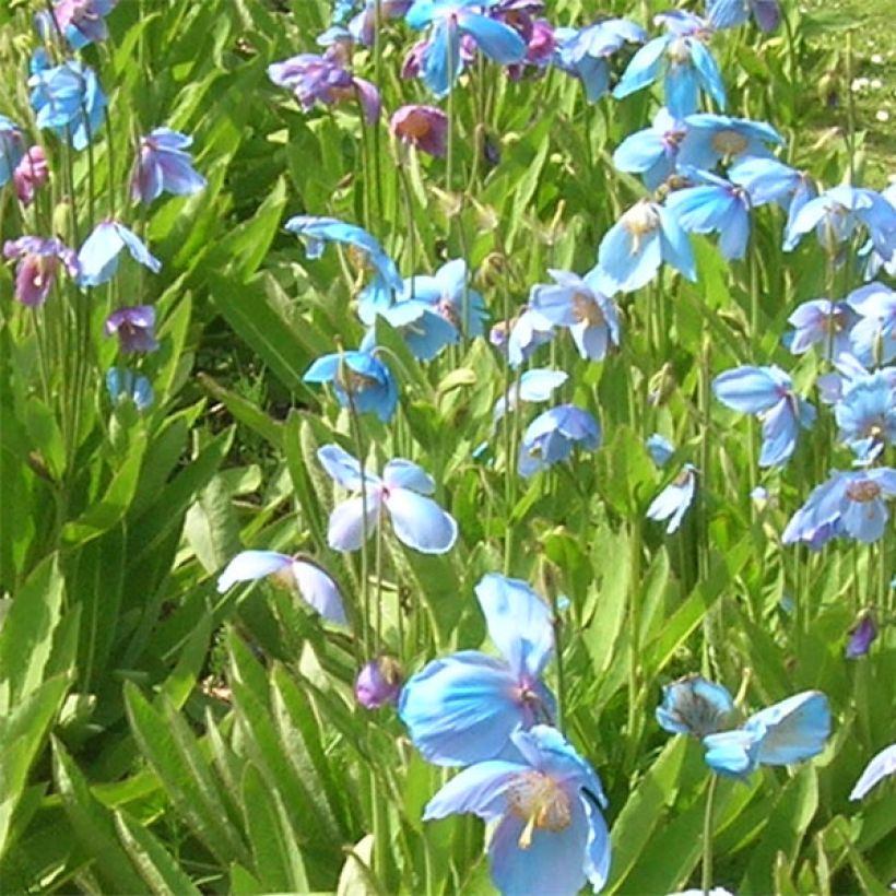 Meconopsis sheldonii (Fioritura)