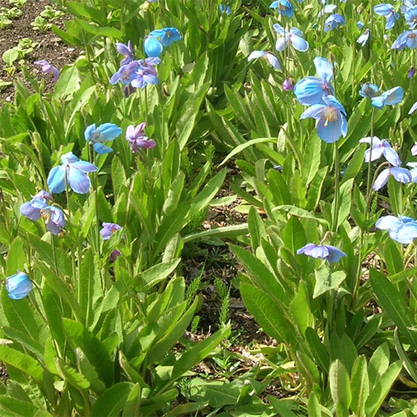 Meconopsis sheldonii (Porto)