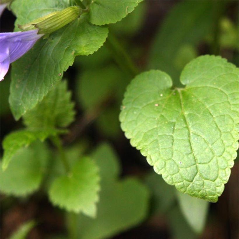 Meehania urticifolia (Fogliame)