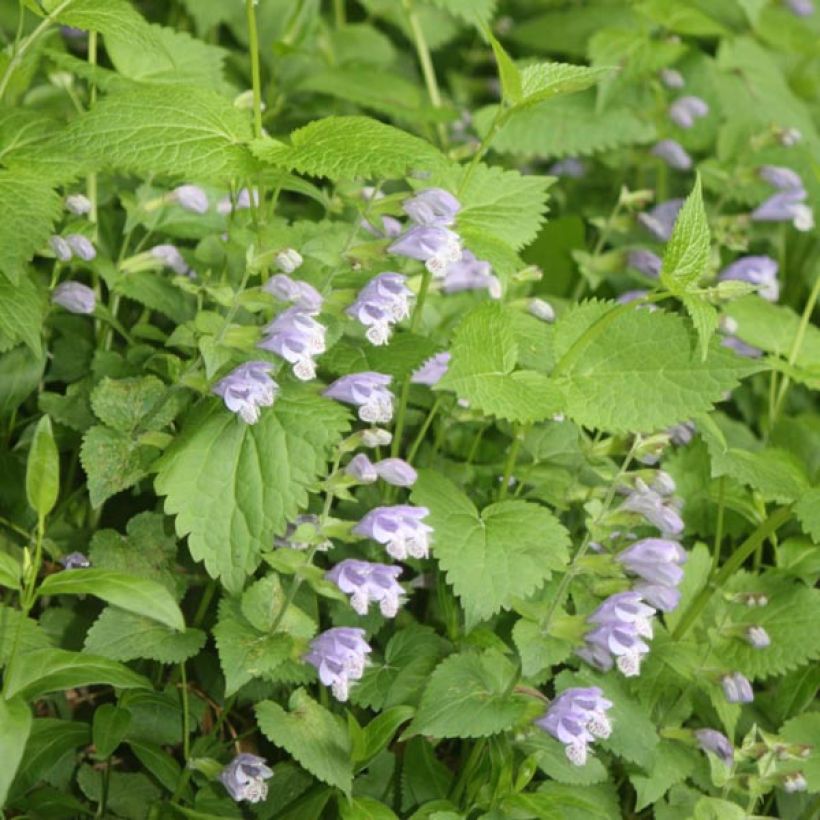 Meehania urticifolia (Fioritura)